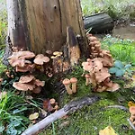 Tailors Trail And In Mullerthal