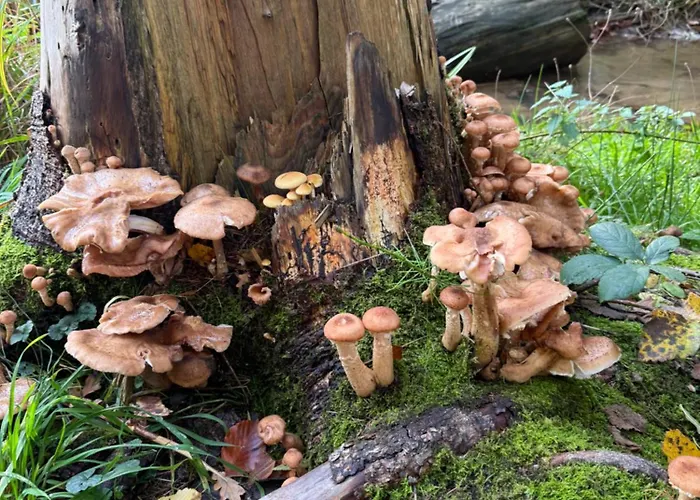 Tailors Trail And In Mullerthal