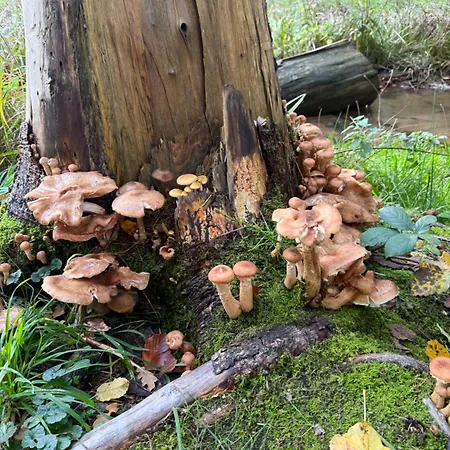 Tailors Trail And In Mullerthal